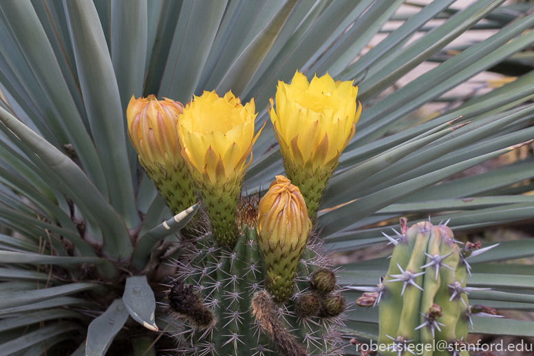 arizona garden